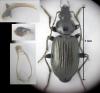 Agonum viduum